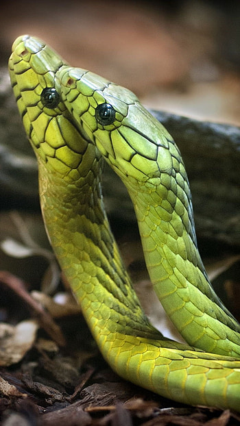 Snake, Viper Snake HD phone wallpaper