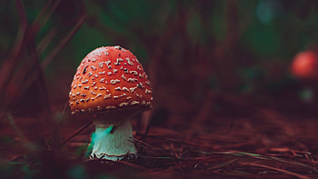Amanita, Nature, Poisonous mushroom HD wallpaper