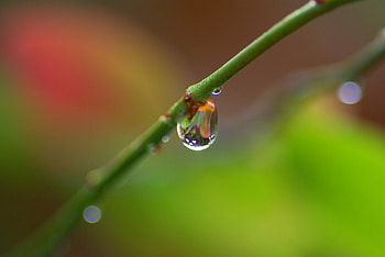 Macro, Branch, Drop HD wallpaper