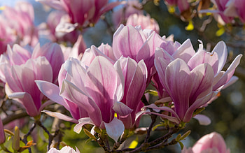 Magnolia blossoms, Pink spring flowers, Beautiful spring background, High-quality HD wallpaper