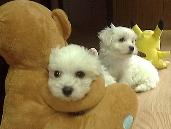 friends, cute, teddybear, puppy, doggy HD wallpaper