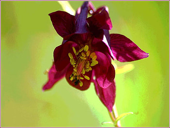 Ancolie-commune, nature, flowers HD wallpaper