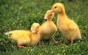 Birds, Animals, Ducks HD wallpaper