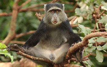 Funny, Animals, Wood, Sit, Tree, Monkey, Africa HD wallpaper