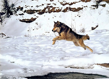 Wolf jumping, winter, animal, wildlife, snow, jump, wolf, wild HD wallpaper