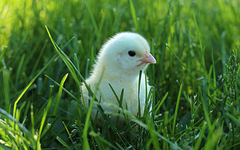 Chick, animal, chicken, bird HD wallpaper