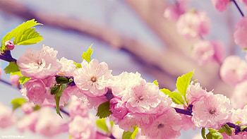 9. pink---9- HD wallpaper