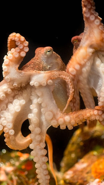 Octopus, Ocean, Animal HD phone wallpaper