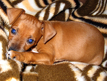 Puppy Cana, dog, puppy, pet, miniature pinscher HD wallpaper