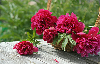 Basket of peonies, Peonies, Buds, Basket, Red HD wallpaper
