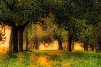 Going under the Trees, trees, shade, grass, sun HD wallpaper