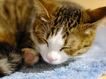 Cat sleeping, animal, kitten, cute, cat, pet, sleep HD wallpaper