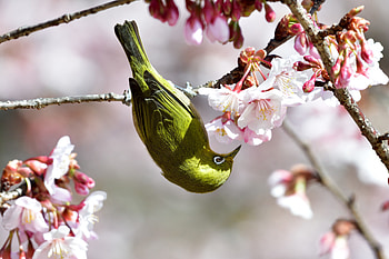 Yellow, bird, cherry flowers HD wallpaper