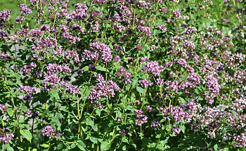 Homemade oregano oil, DIY project, Garden guide, My beautiful garden HD wallpaper