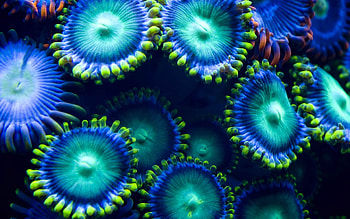 coral reef, reef, plant, coral, life HD wallpaper