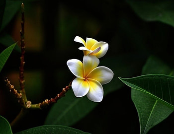 Frangipani, Flowers, Branches, Tree, Plumeria HD wallpaper