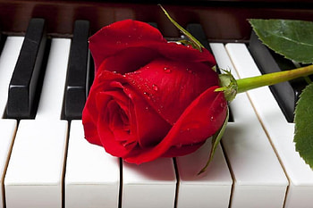Rose on Piano, beloved valentines, graphy, lovely still life, love four seasons, rose, piano, pretty, flowers, all roses, lovely HD wallpaper