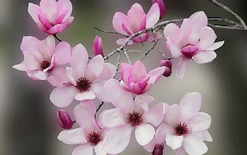 BLOSSOMS, PETALS, LEAVES, COLORS, STEMS HD wallpaper