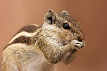 Charming close-up of a chipmunk nibbling, showcasing its adorable features and natural habitat. HD wallpaper