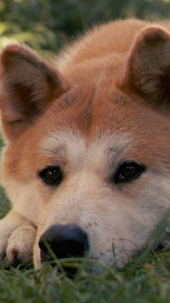 Close-up, Hachi: A Dog's Tale HD phone wallpaper
