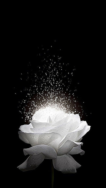 White Rose H5 Background, daxcreative, whiterose, rosewhite, roselover, white rose black background HD phone wallpaper