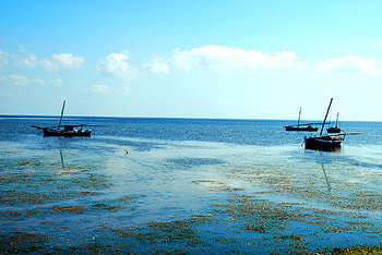 watch out, sea, nature, water, beach HD wallpaper