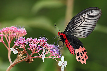 Leaves, Flower, Macro, Branch, Butterfly HD wallpaper