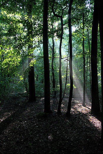 Nature, Trees, Beams, Rays, Forest, Branches HD phone wallpaper