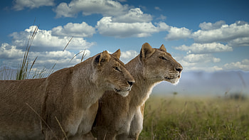 Lion , Background HD wallpaper