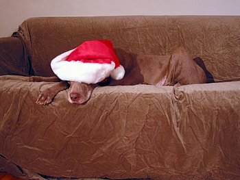 Lazy Xmas Dog, brown, chocolate lab, xmas, santa HD wallpaper