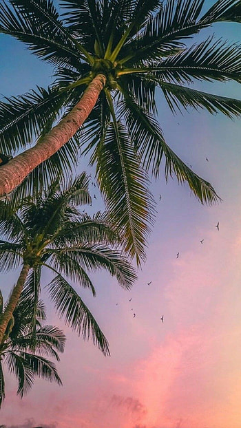 Palm tree paradise, Summer vibes, Beach escape HD phone wallpaper