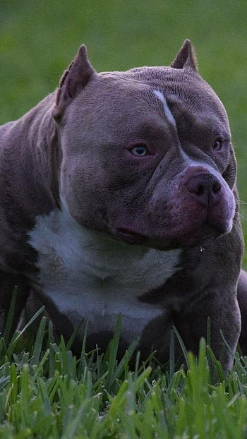 American Bully, Green Grass Background, dog breeds HD phone wallpaper