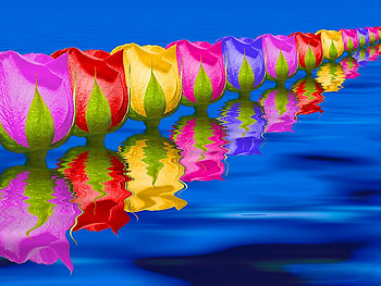 Row of colorful flowers, colorful, reflection, colors, row, flowers, tulips, water HD wallpaper