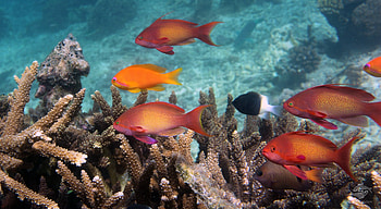 Sea Goldies, sea, goldies, fish, coral HD wallpaper