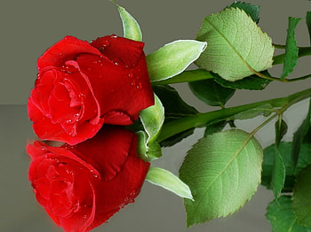 REFLECTION OF A ROSE, REFLECTION, ROSE, RED HD wallpaper