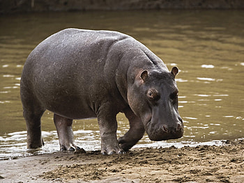 Animals, Hippos HD wallpaper