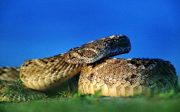Animals, Blur, Smooth, Snake, Scales, Scale, Eye HD wallpaper