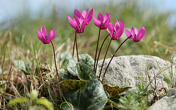 Cyclamens, pink, flowers, rock HD wallpaper