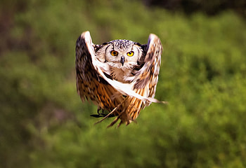 Owl, flight, bird HD wallpaper