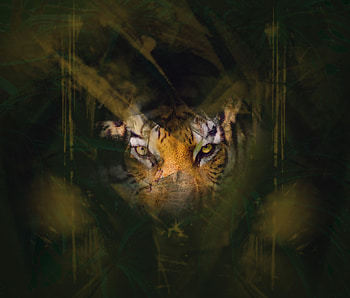 Tiger, stare, eyes, glance, predator HD wallpaper