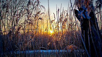 Nature, Sunset, Grass, Sun, Vegetation, Evening, Cold HD wallpaper