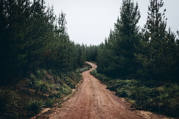 A tranquil dirt road meanders through a lush green conifer forest, conveying a sense of peace and adventure. HD wallpaper