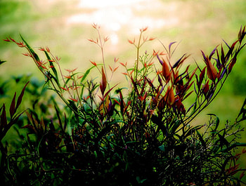 Ethereal morning, nature, flowers HD wallpaper
