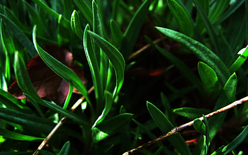 herbal lore , herbal, lore HD wallpaper