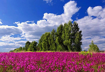 Pink Flowers, pink, , trees, beautiful, flowers HD wallpaper