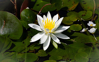 Waterlily, white, leaves, flower HD wallpaper