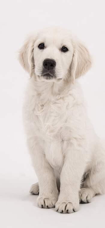 Staring cute animal, Golden Retriever, Mesmerizing gaze, Irresistible charm HD phone wallpaper