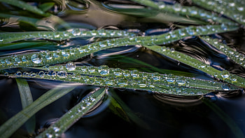 Water Drops on Leaves, drops, leaf, graphy, water HD wallpaper