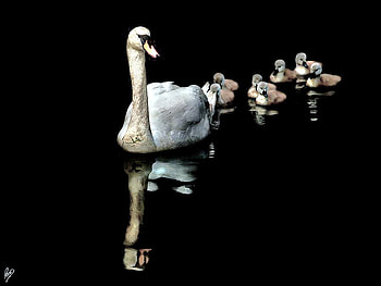Following Mom, swimming, seven, young, swan, water, reflections HD wallpaper