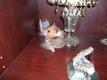 DANCING QUEEN SASSY, teddybear, dancing animals, hamster, pets HD wallpaper